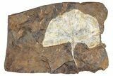 Paleocene Fossil Ginkgo Leaf - North Dakota #290848-1